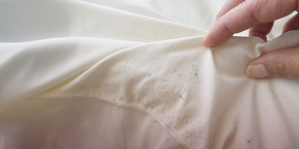 Early Bed Bug Detection - Bed Bug Control