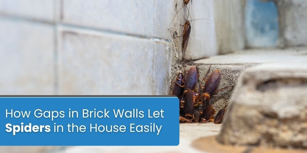 How Oklahoma Weather Feeds Big Roach Infestations