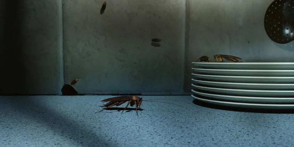 Recognizing Early Signs of a Cockroach Problem