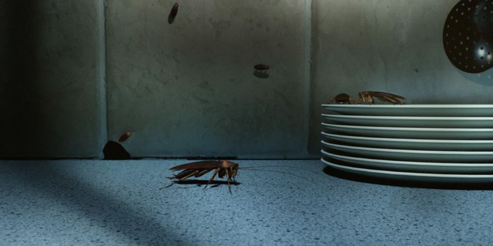 Recognizing Early Signs of a Cockroach Problem