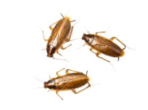 German Cockroaches icon