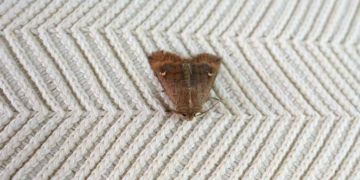 The Expert Approach to Moth Extermination