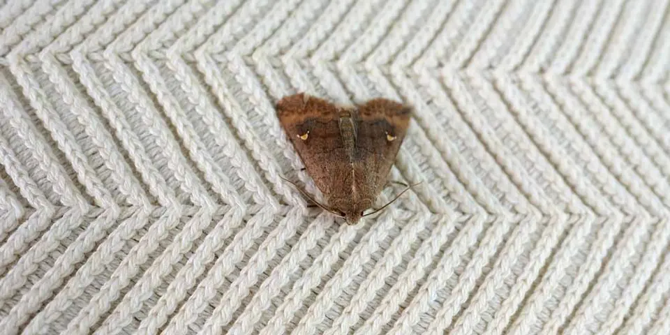 The Expert Approach to Moth Extermination