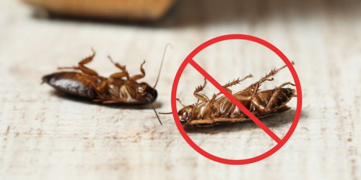 Take Action Today for a Roach-Free Home