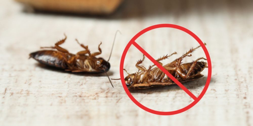 Take Action Today for a Roach-Free Home