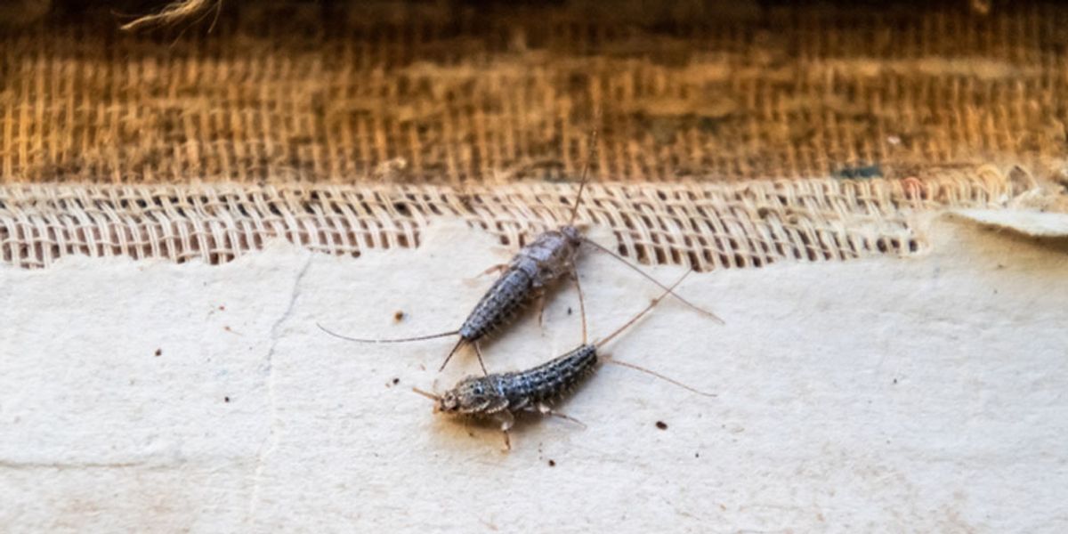 Understanding Silverfish- Creatures of Darkness and Damp