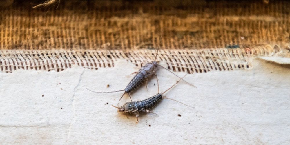 Understanding Silverfish- Creatures of Darkness and Damp