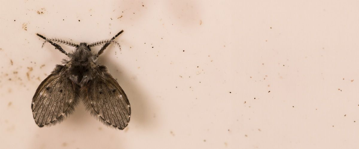 Risks of Traditional Moth Control Methods