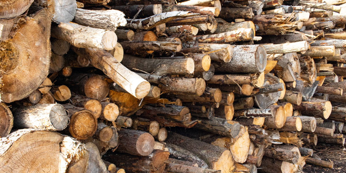 4. Be Careful with Firewood and Holiday Greens