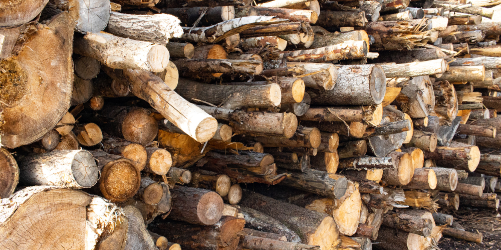 4. Be Careful with Firewood and Holiday Greens