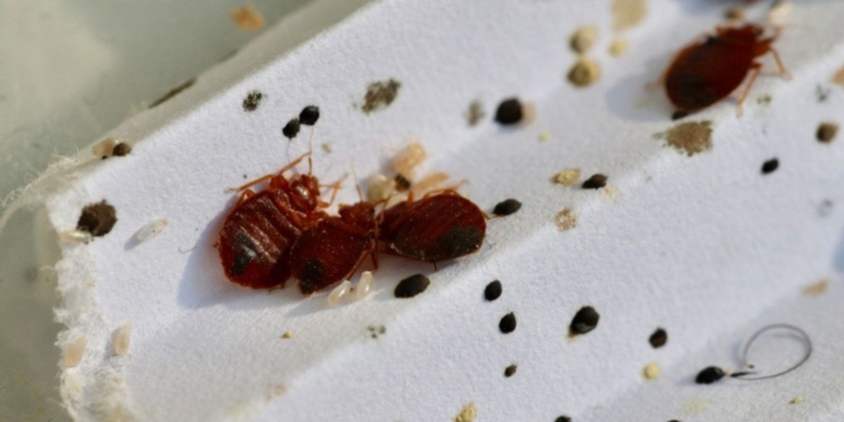 Where to Look for Bed Bug Fecal Matter