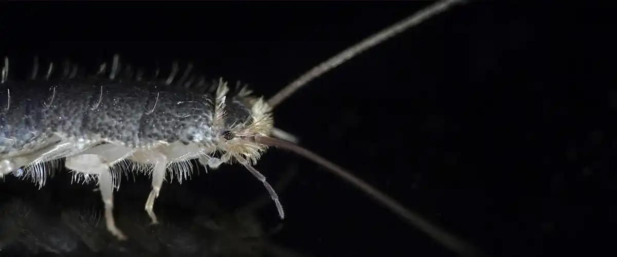 Creating an Unfavorable Environment for Silverfish