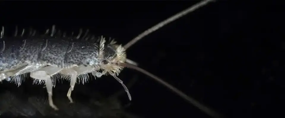 Creating an Unfavorable Environment for Silverfish