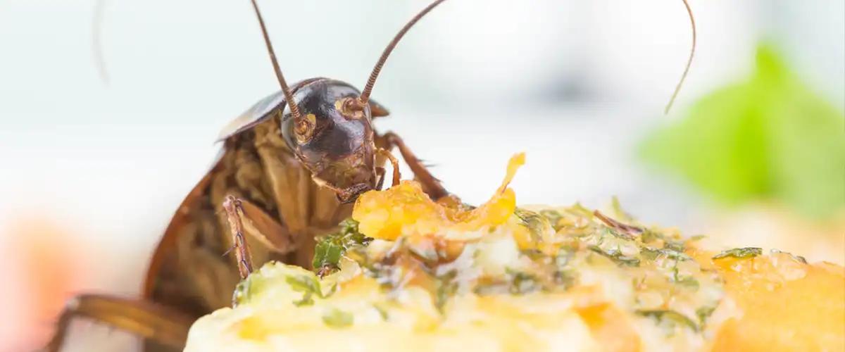 Professional Pest Control Services