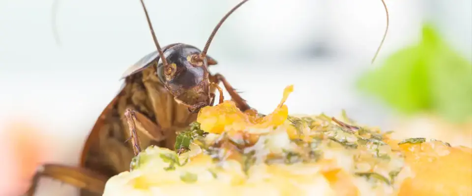 Professional Pest Control Services