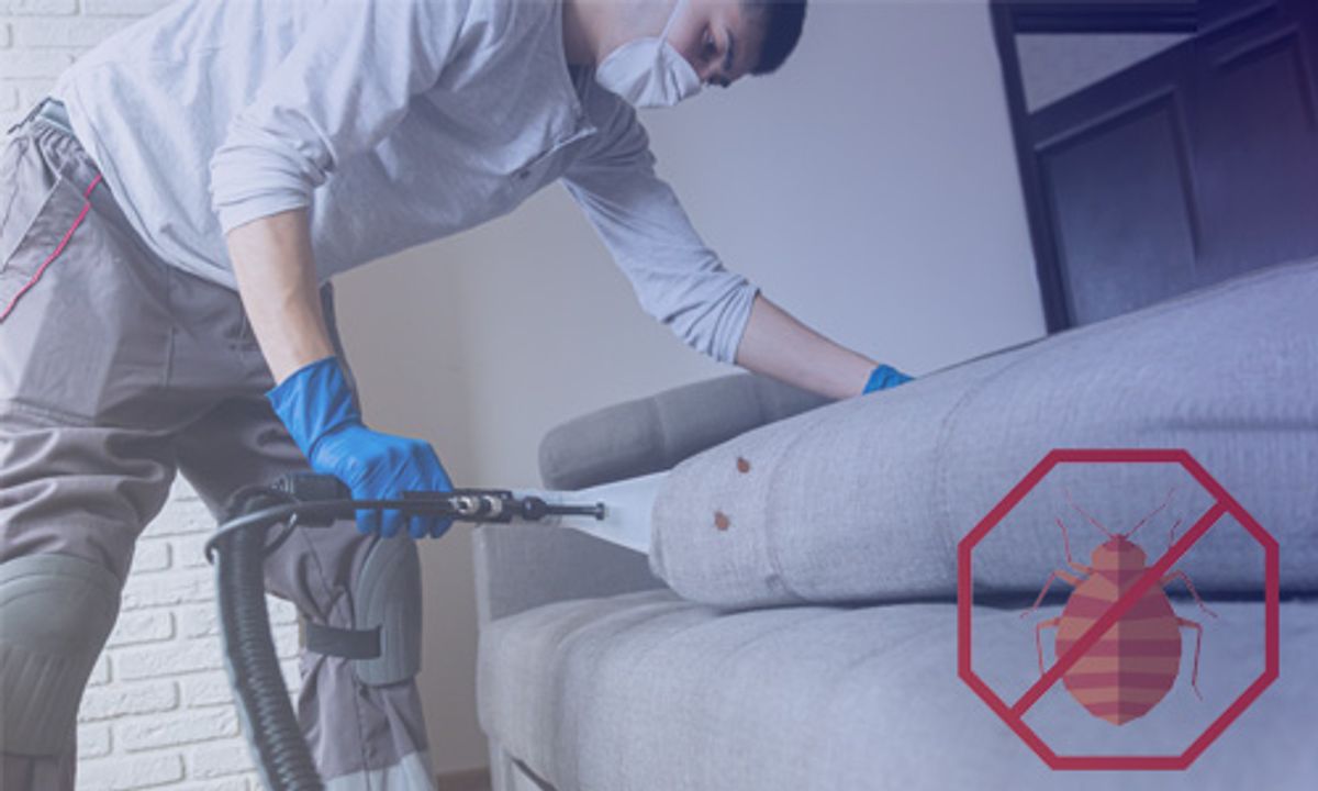 What-to-Look-for-When-Choosing-a-Bed-Bug-Treatment