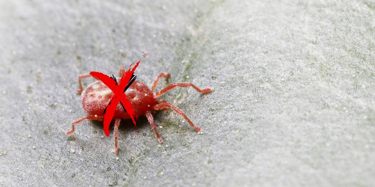 Say Goodbye to Mites for Good