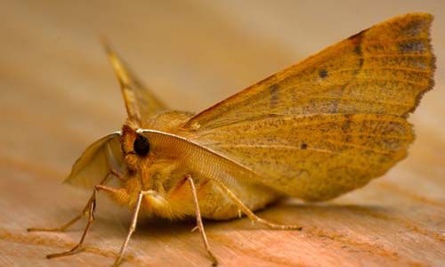 Familiar-DIY-Moth-Control-Solutions-