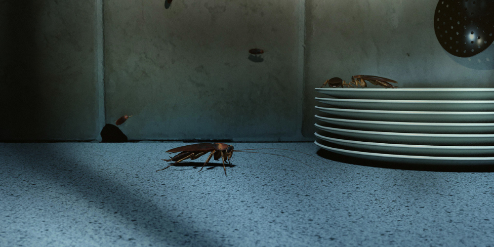 How Moisture Creates the Perfect Indoor Environment for Big Roaches