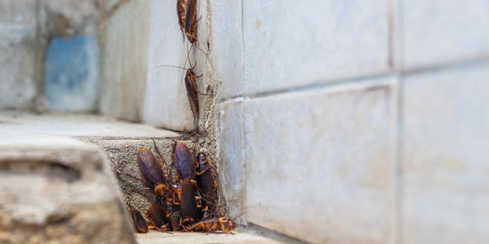 Role of Professional Pest Control Services