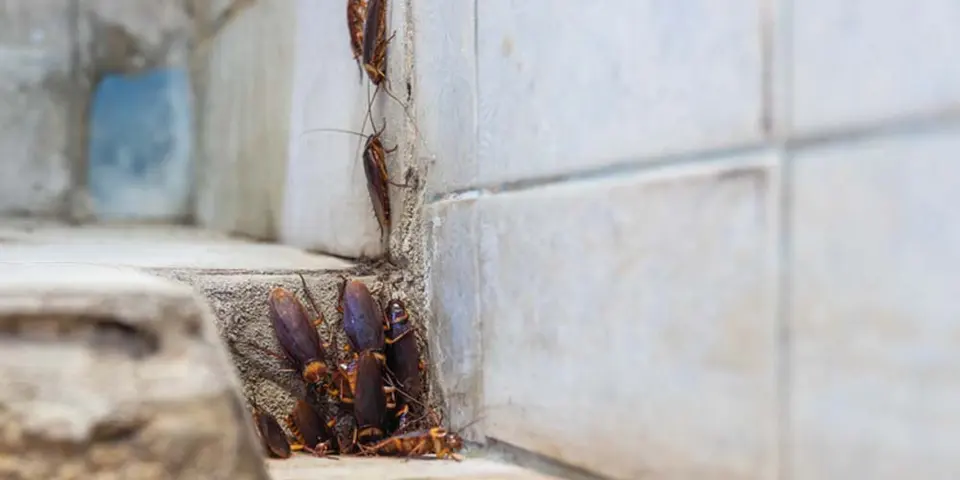 Role of Professional Pest Control Services