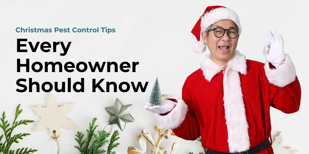 Christmas Pest Control Tips