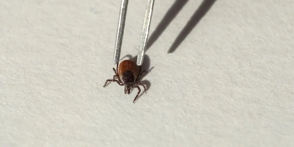 Identifying Mite Infestations