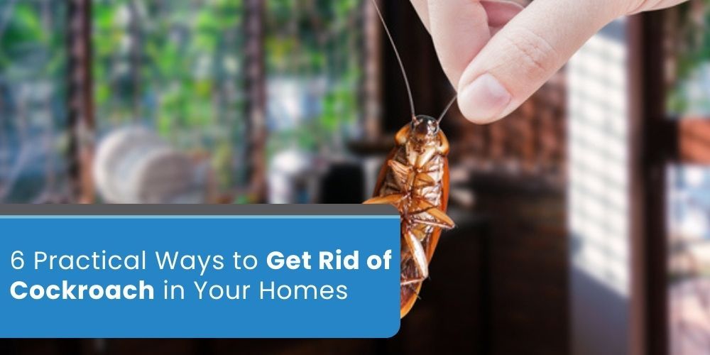 6 Practical Ways to Get Rid of Cockroach in Your Homes