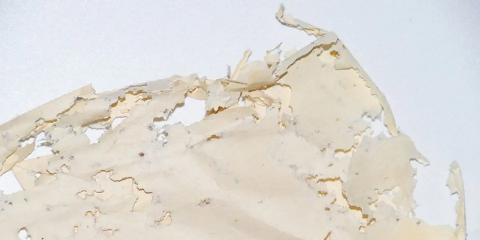 Signs of Silverfish Infestation- Knowing What to Look For