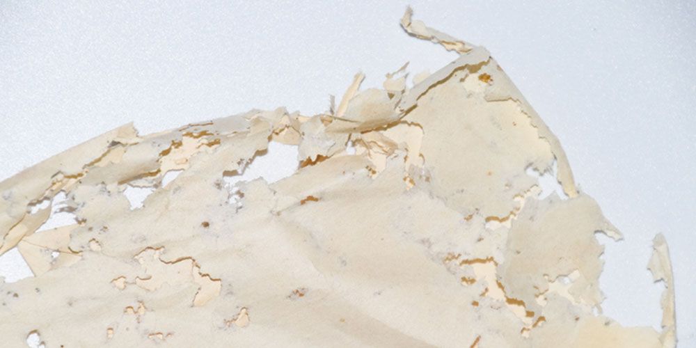 Signs of Silverfish Infestation- Knowing What to Look For