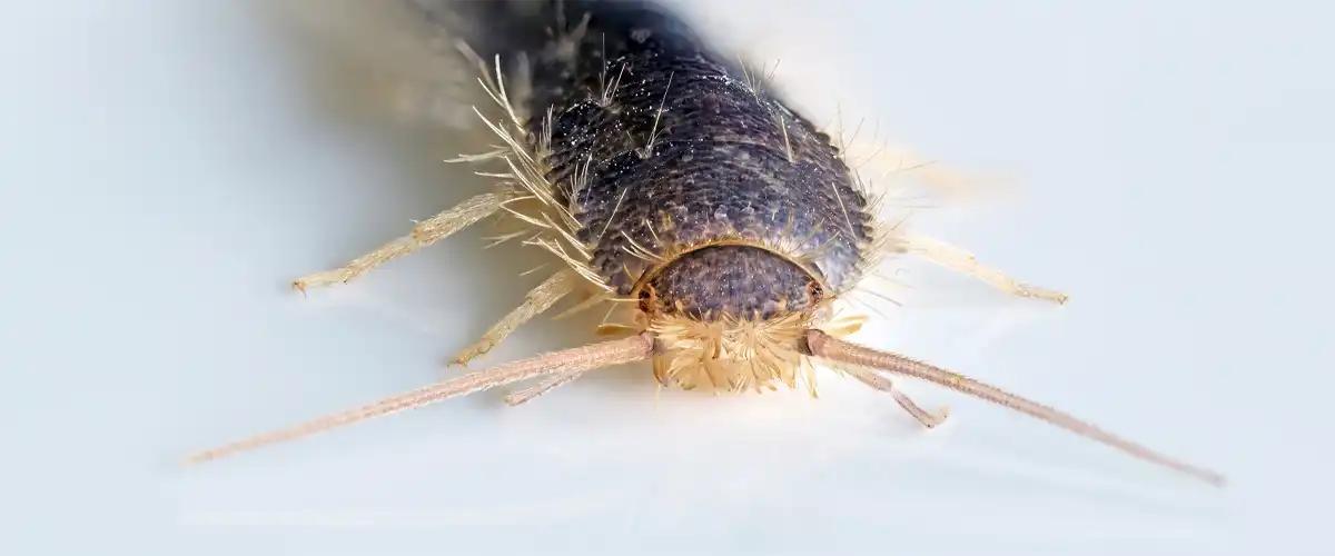 Silverfish Alert- Not On Your Watch!