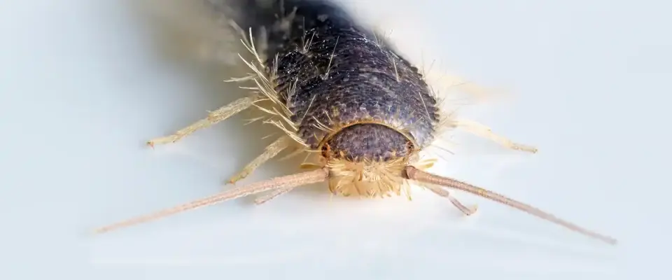 Silverfish Alert- Not On Your Watch!