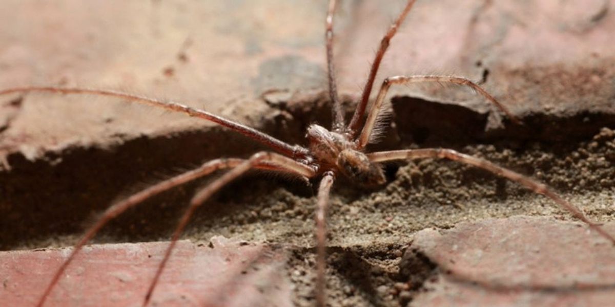 Spiders Aren't Wandering In by Accident