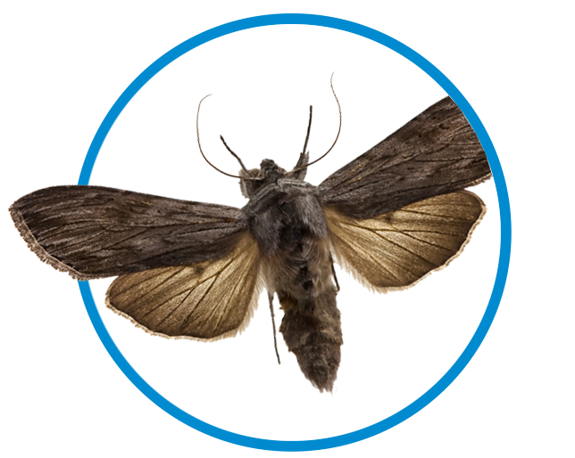 moth_control_in_tulsa_oklahoma