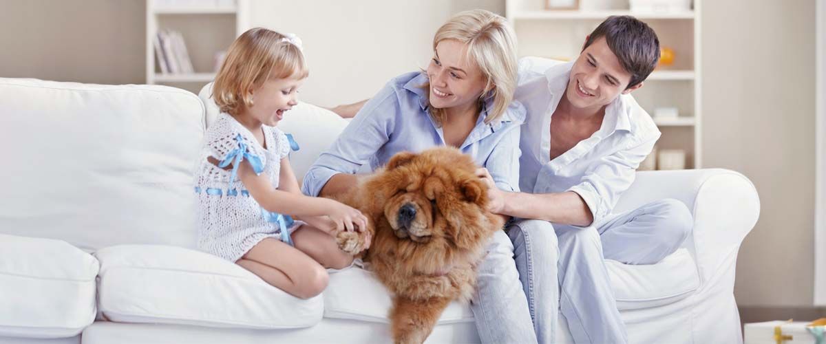 Chemical-Free Pest Control - Safety for Humans and Pets