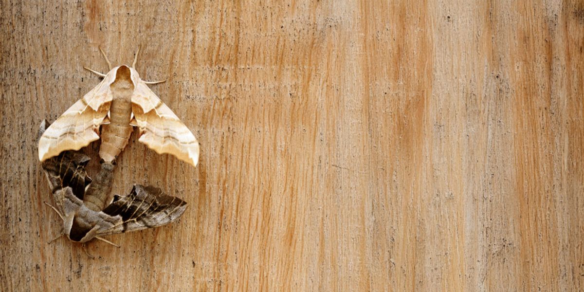 Understanding Moth Behavior Across Seasons