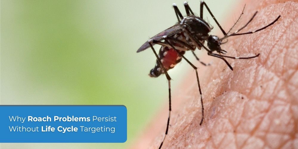 Why Roach Problems Persist Without Life Cycle Targeting