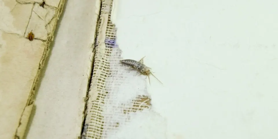 silverfish control - Eliminating Silverfish