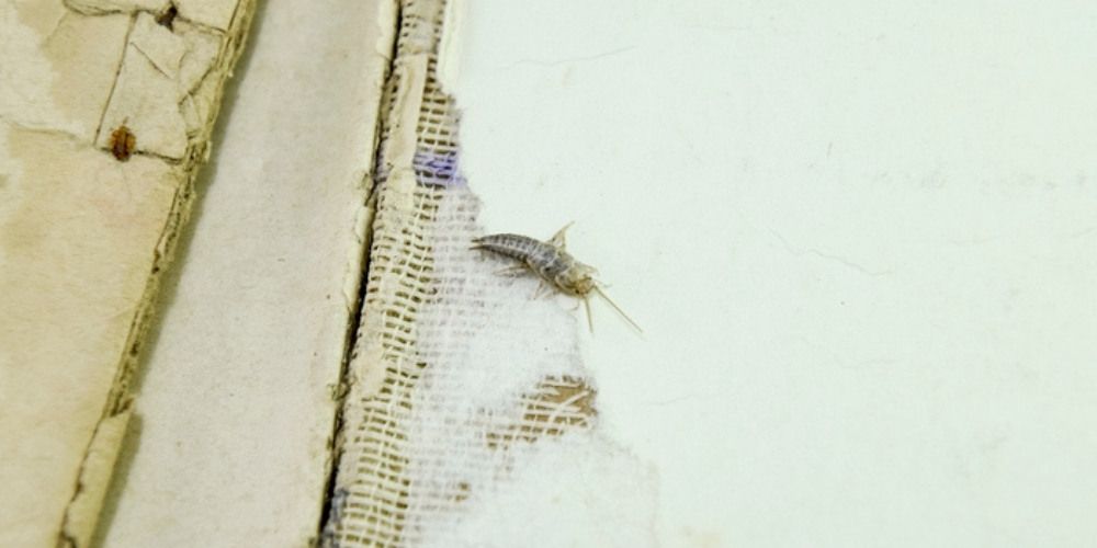 silverfish control - Eliminating Silverfish