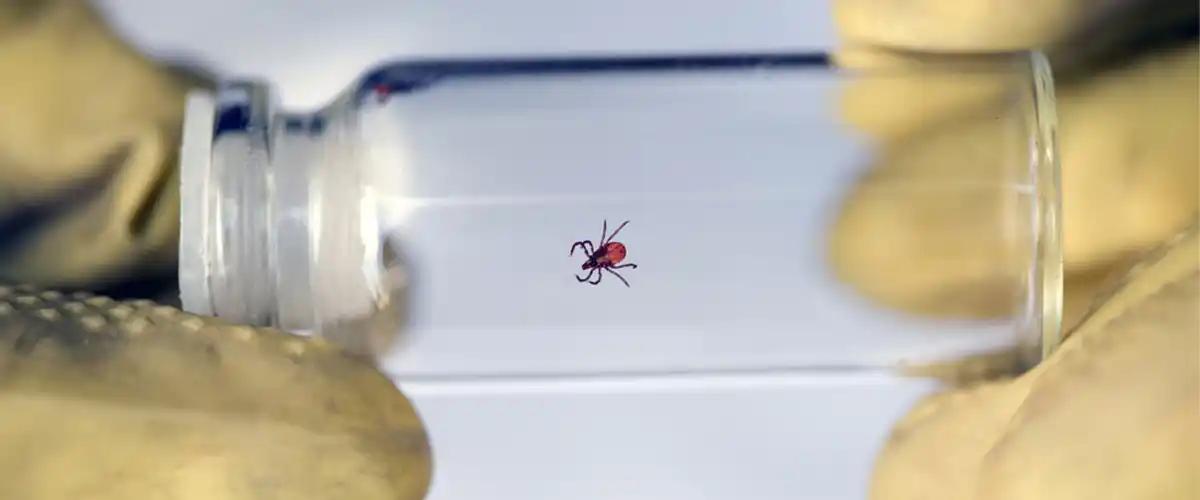 Tick Control Methods