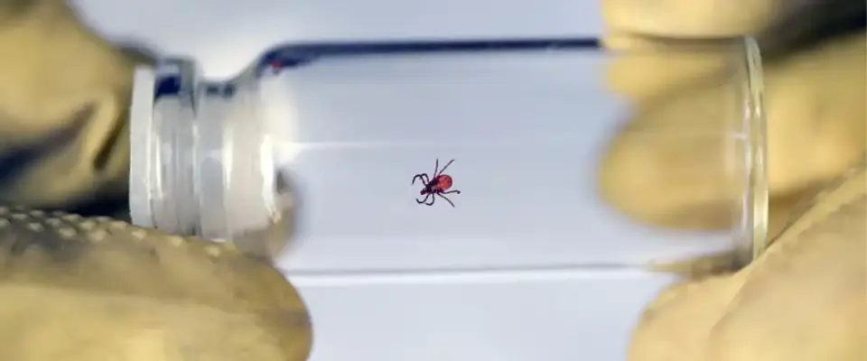 Tick Control Methods