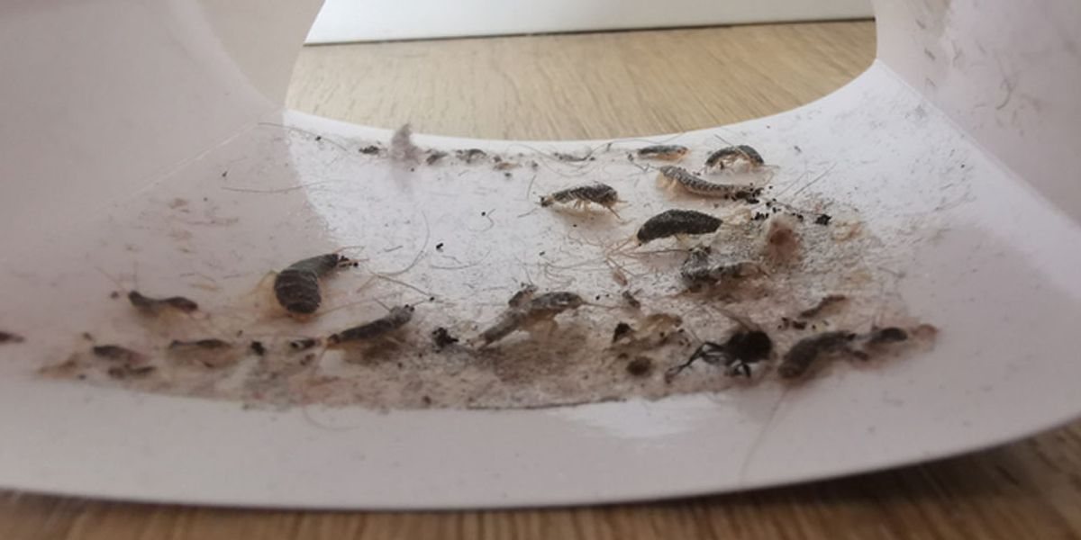 The Direct Impact of Humidity on Silverfish Infestations