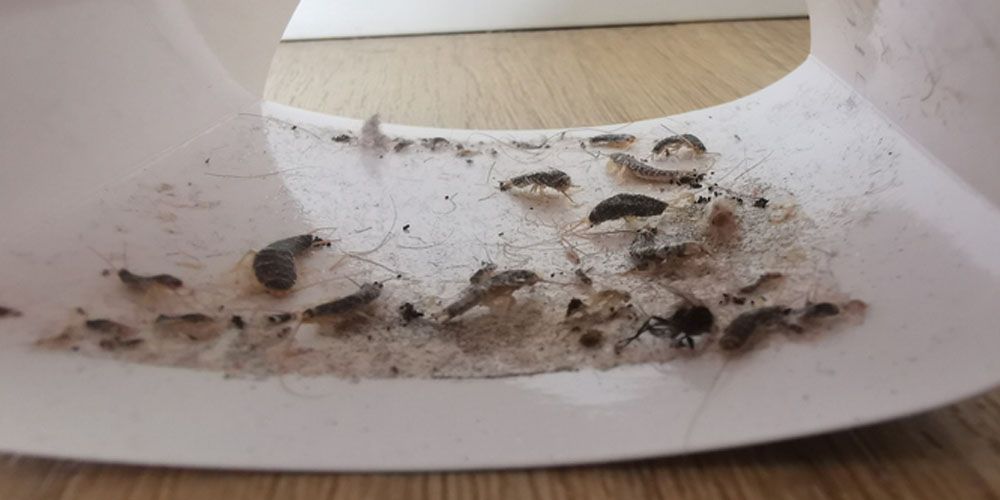 The Direct Impact of Humidity on Silverfish Infestations