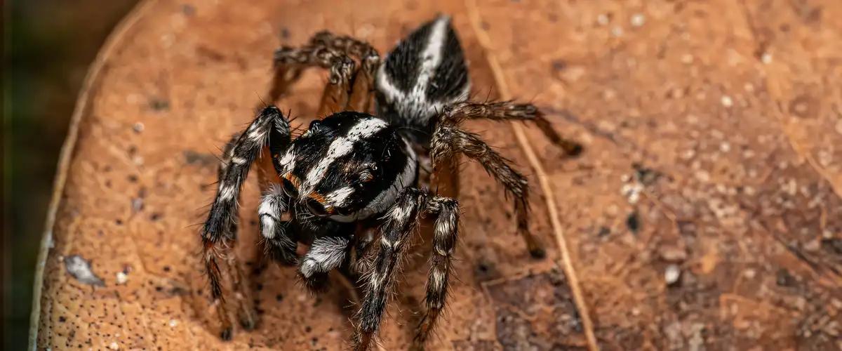 Other Types of Spiders