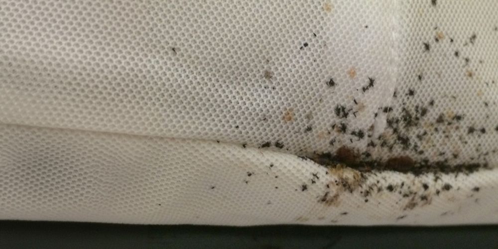 Bed Bug Elimination Approaches - Pest Control