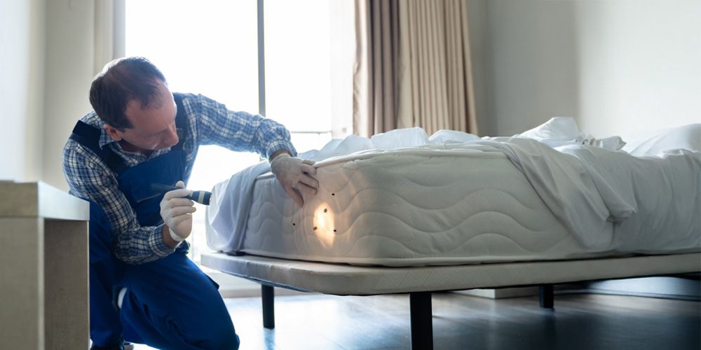 Choosing a Reputable Pest Control Company for Conventional Bed Bug Treatments