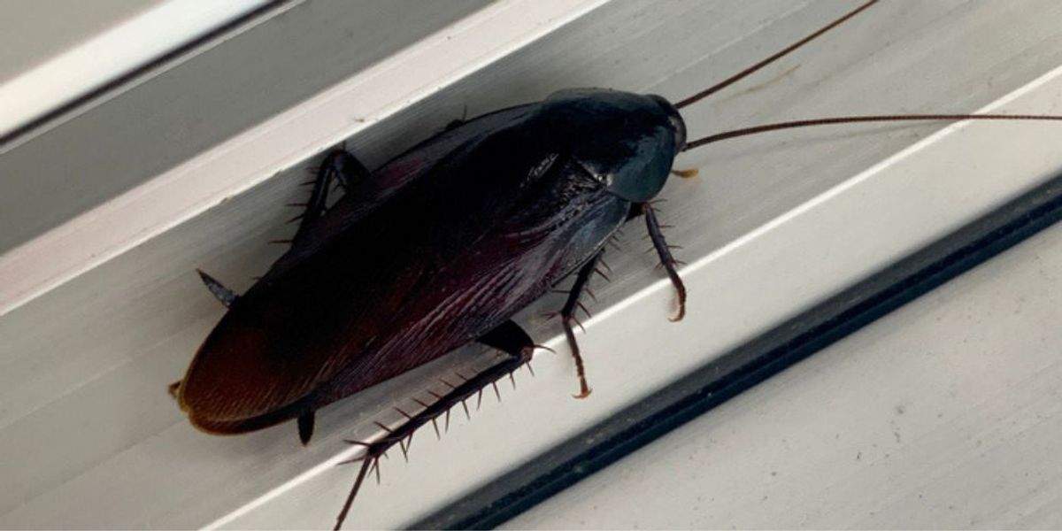 Keep These Big Roaches Out