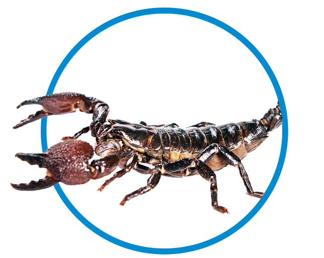 scorpion_control_experts_tulsa