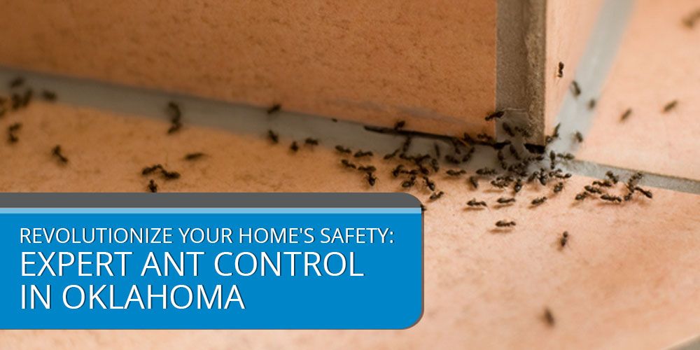 Revolutionize Your Home's Safety- Expert Ant Control in Oklahoma
