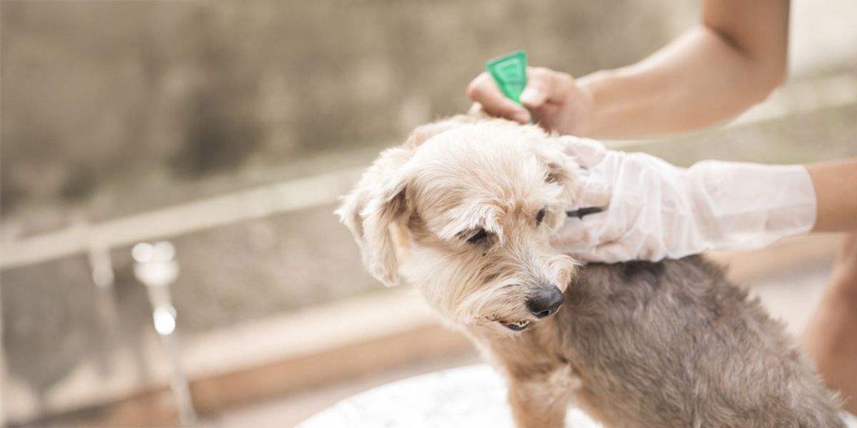 Combining Natural and Chemical Flea Treatments